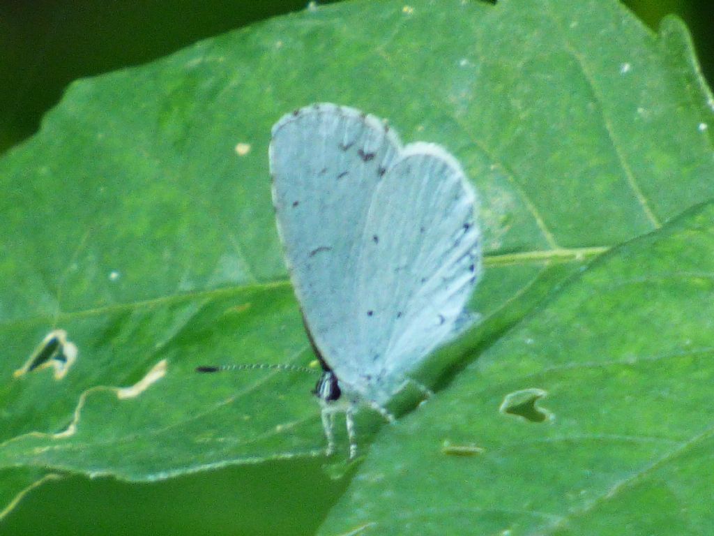 Celastrina argiolus